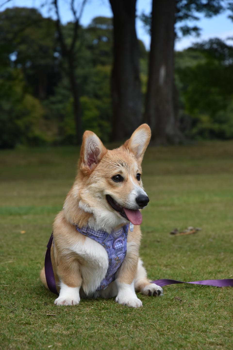 Customer photo review of Disney© Collar - Bambi + Friends Lilac