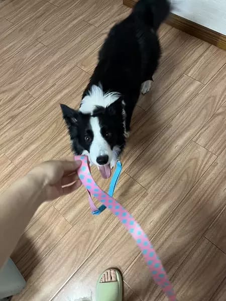 Customer photo review of Colorful PRO 3 Way Buffer Traction Dog  Leash