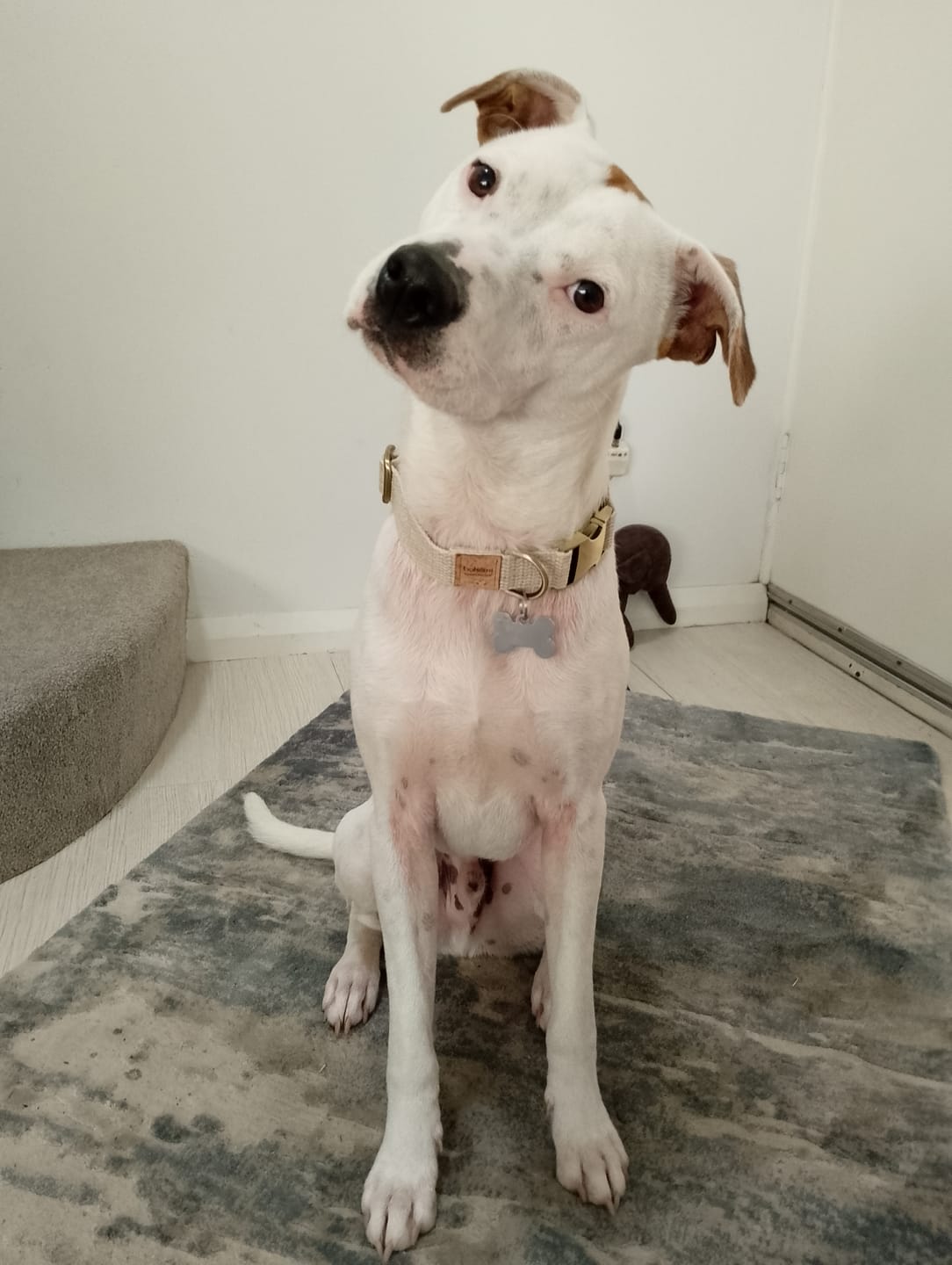 Customer photo review of RUSTIC Hemp Dog Collar ~ Brushed Antique
