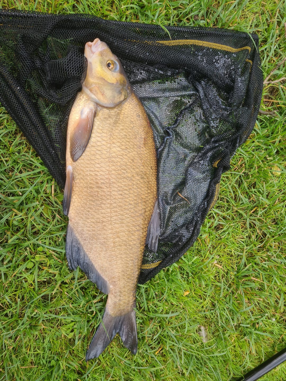 Customer photo review of FLAVOURED PELLETS 1kg