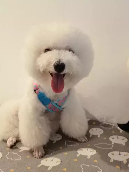 Customer photo review of Colorful PRO Protective Trachea Dog X Harness