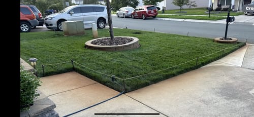 Customer photo review of Cleary's 3336F Fungicide