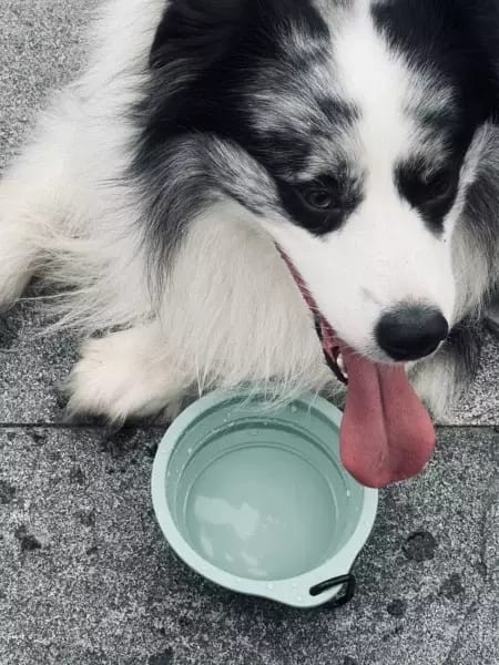 Customer photo review of Food-grade silicone Collapsible Trave Dog Bowls