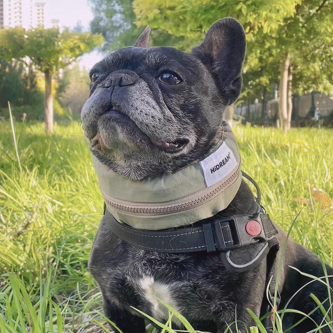 Customer photo review of Pet Cooling Ice Collar