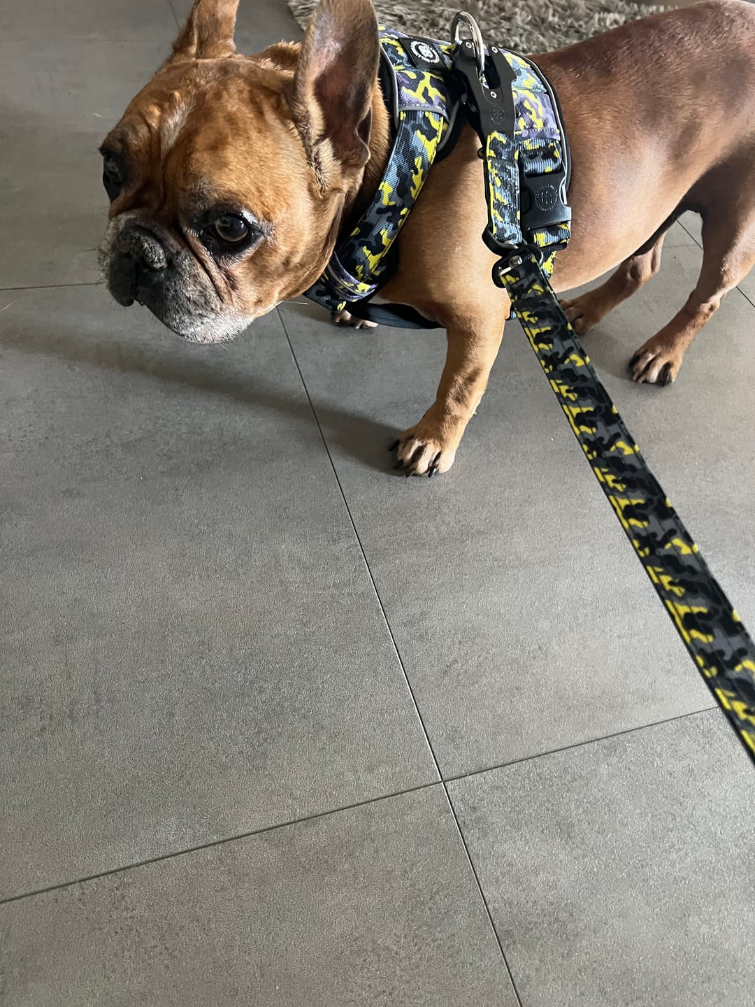 Customer photo review of Premium Comfort Harness | Non Restrictive & Adjustable - Lightning v2.0