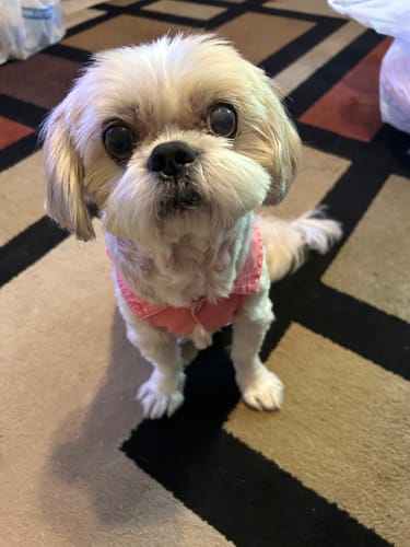 Customer photo review of Flower Power Vest