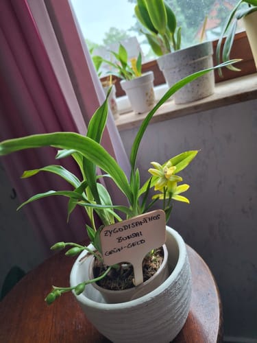 Customer photo review of Zygodisanthos mit grün-gelben Blüten und 1 Rispe