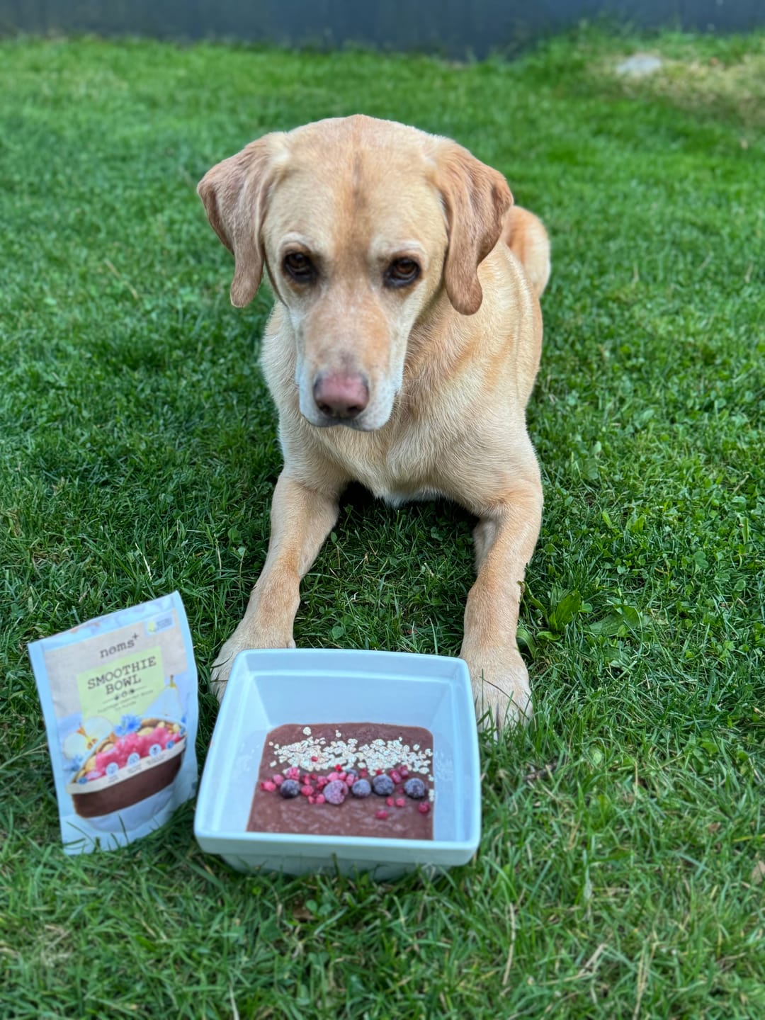 Customer photo review of Hunde Smoothie-Bowl: Der fruchtig frische Elektrolyt-Booster