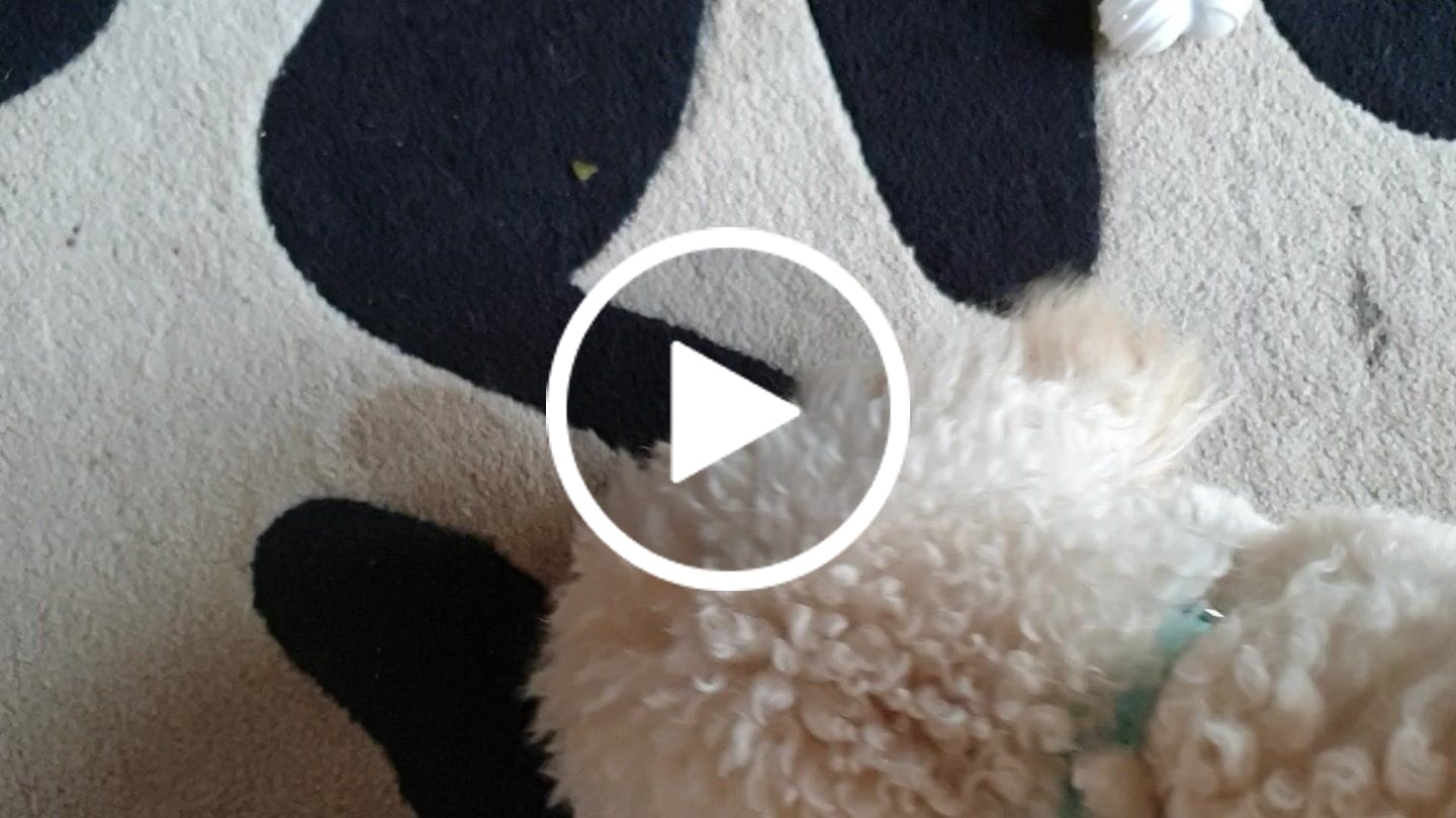 Customer video review of Companion -  Godbidder m. Kyllingelever