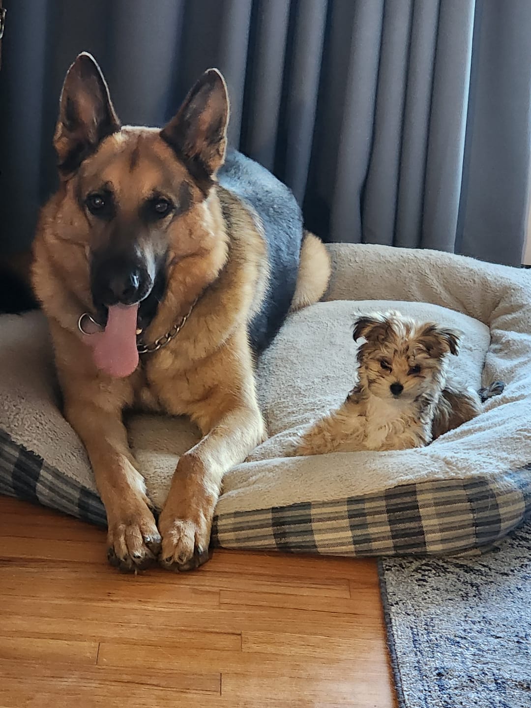 Customer photo review of Original Pet Grooming Vacuum Kit