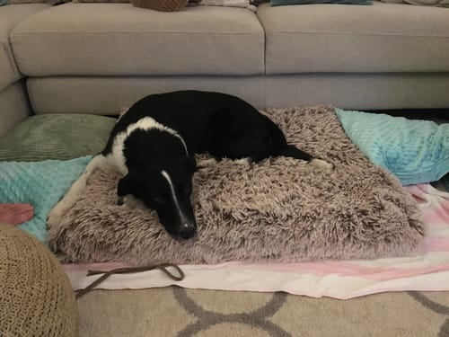 Customer photo review of PaWz Premium SuperMat Calming Bed