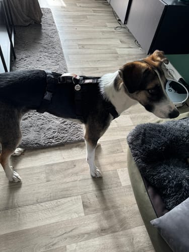 Customer photo review of Premium Sicherheitsgeschirr gepolstert, Panikgeschirr