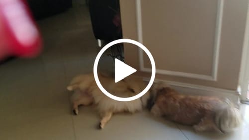 Customer video review of Pet Art Canvas Wrap