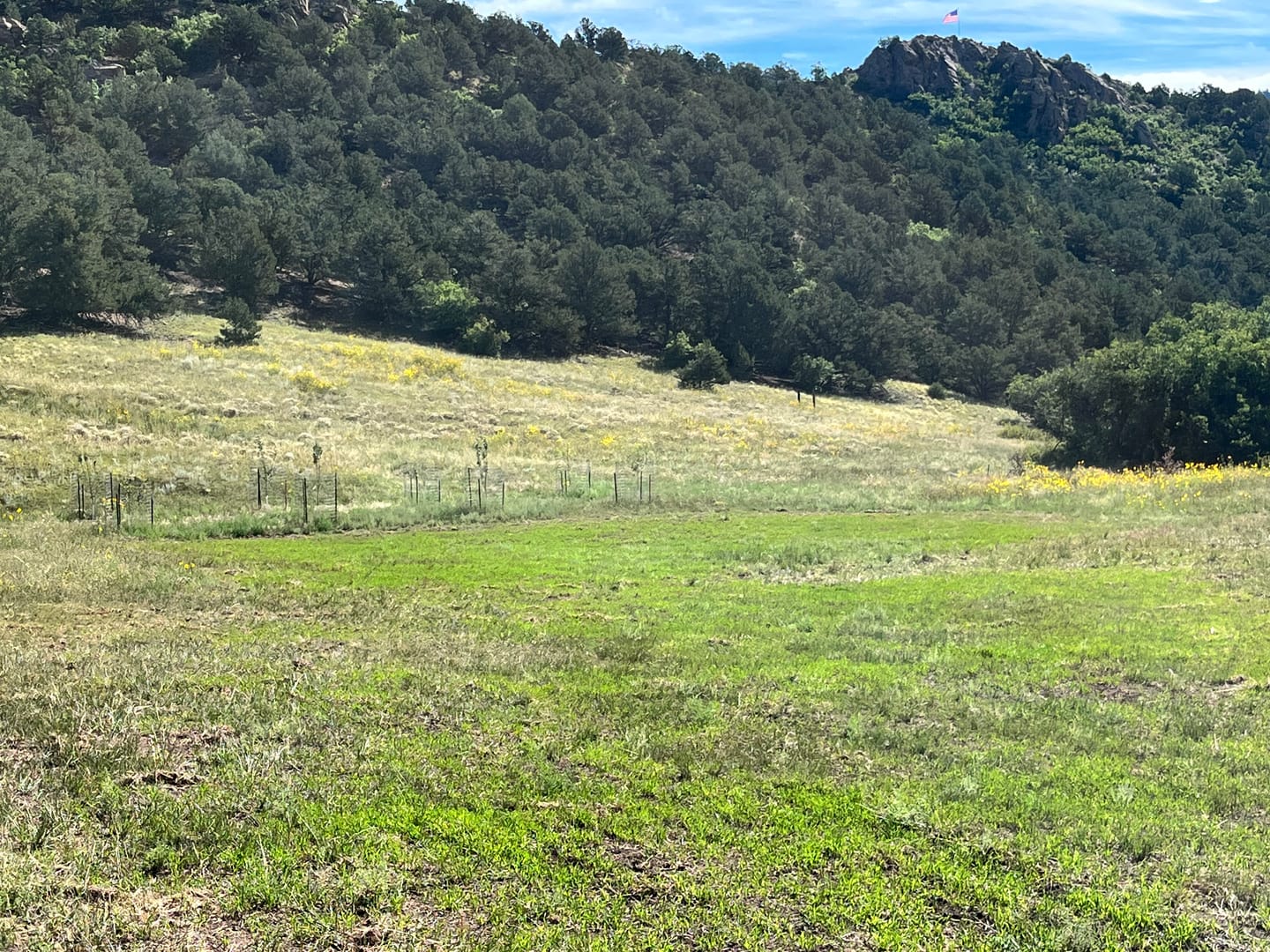Customer photo review of Winter Rye Food Plot Seed