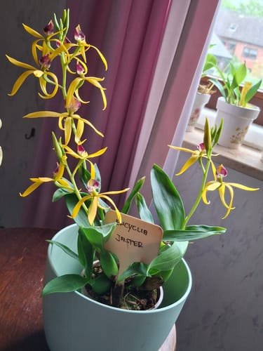 Customer photo review of Encyclia Jasper mit orangefarbenen Blüten