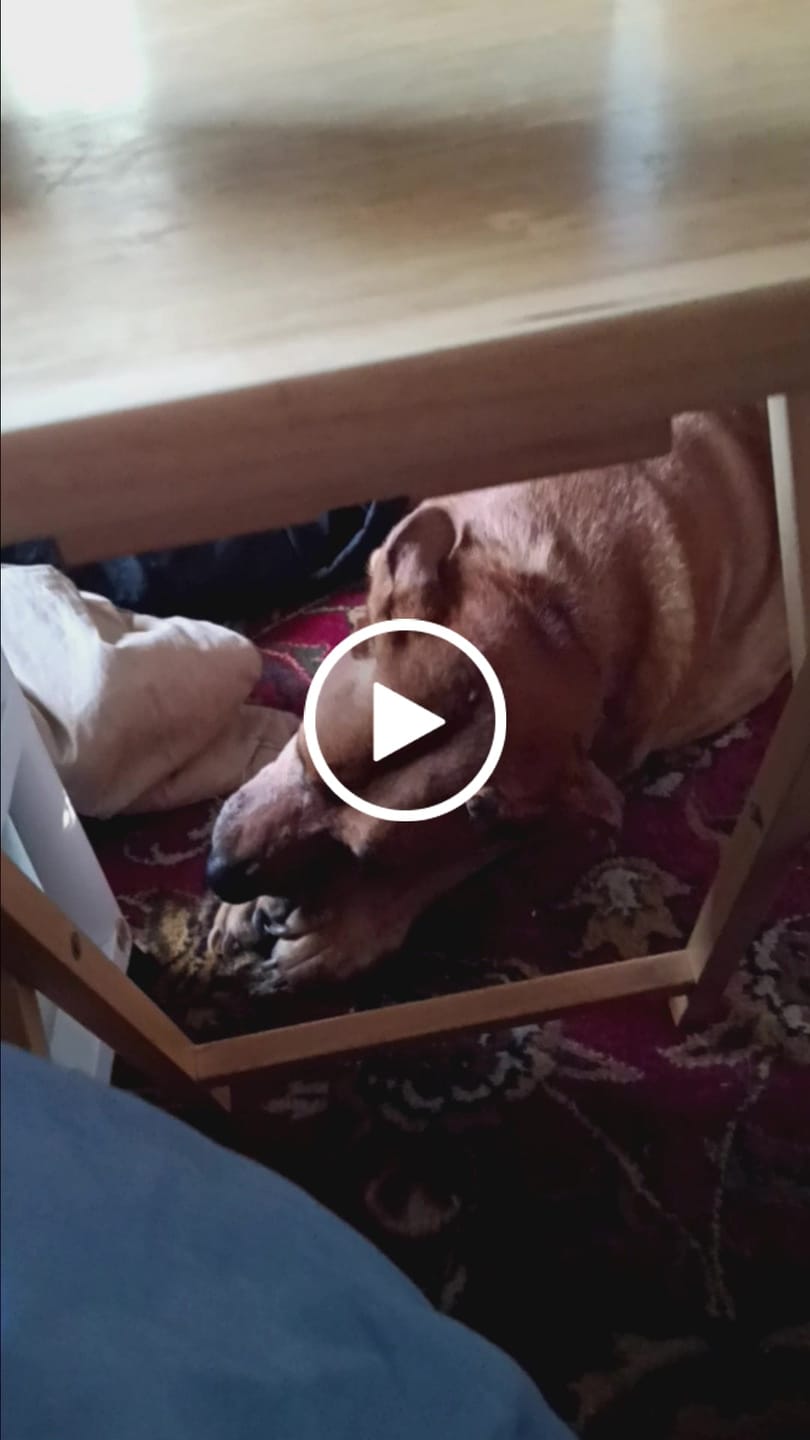 Customer video review of 10"-12" American Jumbo Smoked Bully Sticks