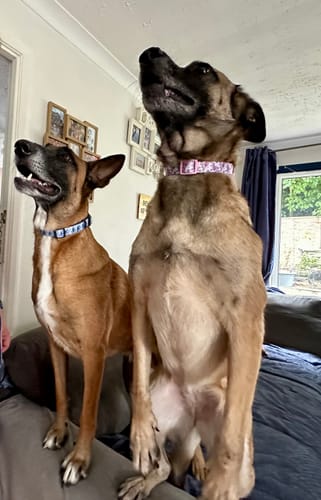 Customer photo review of Disney© Collar - Eeyore