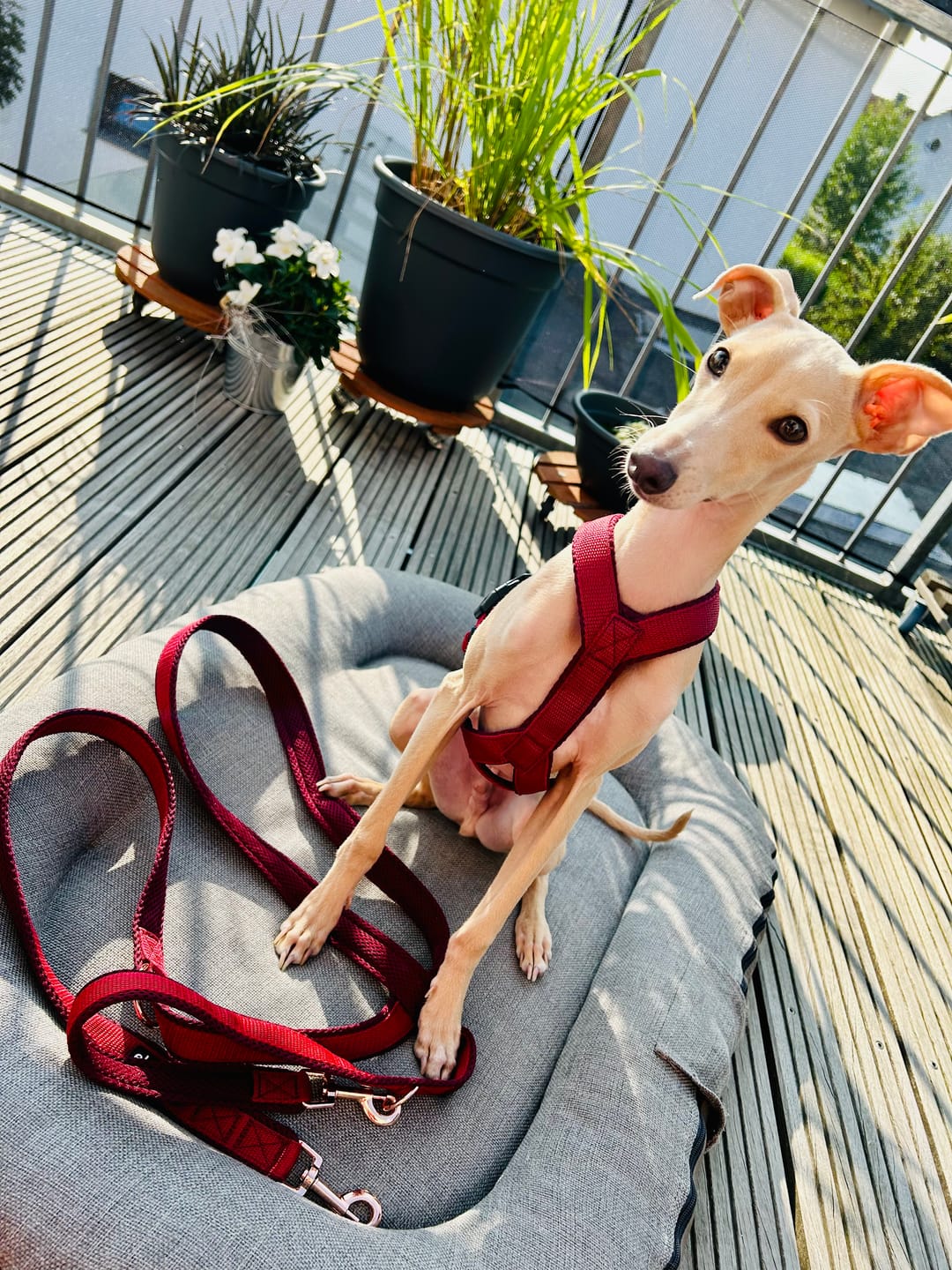 Customer photo review of Windhundgeschirr FUN Welpe/Windspiel "Bordeaux"