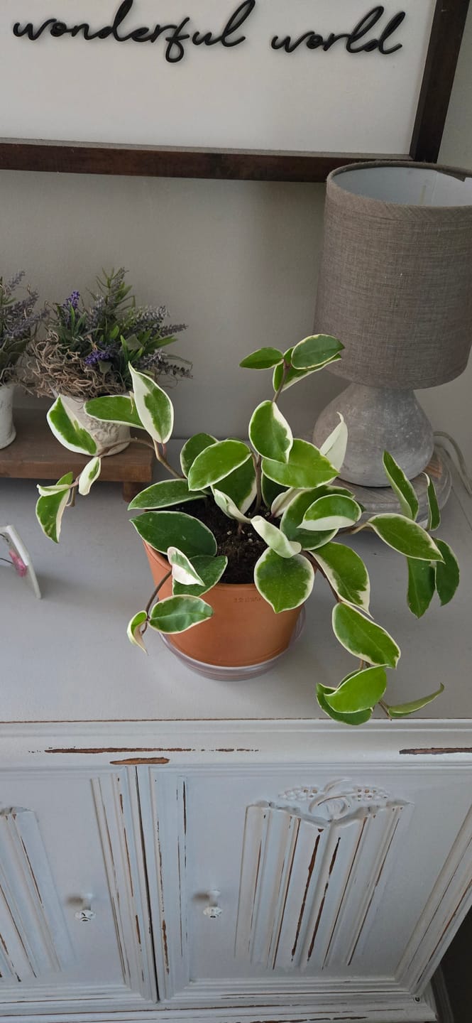 Customer photo review of Hoya carnosa 'Krimson Queen'