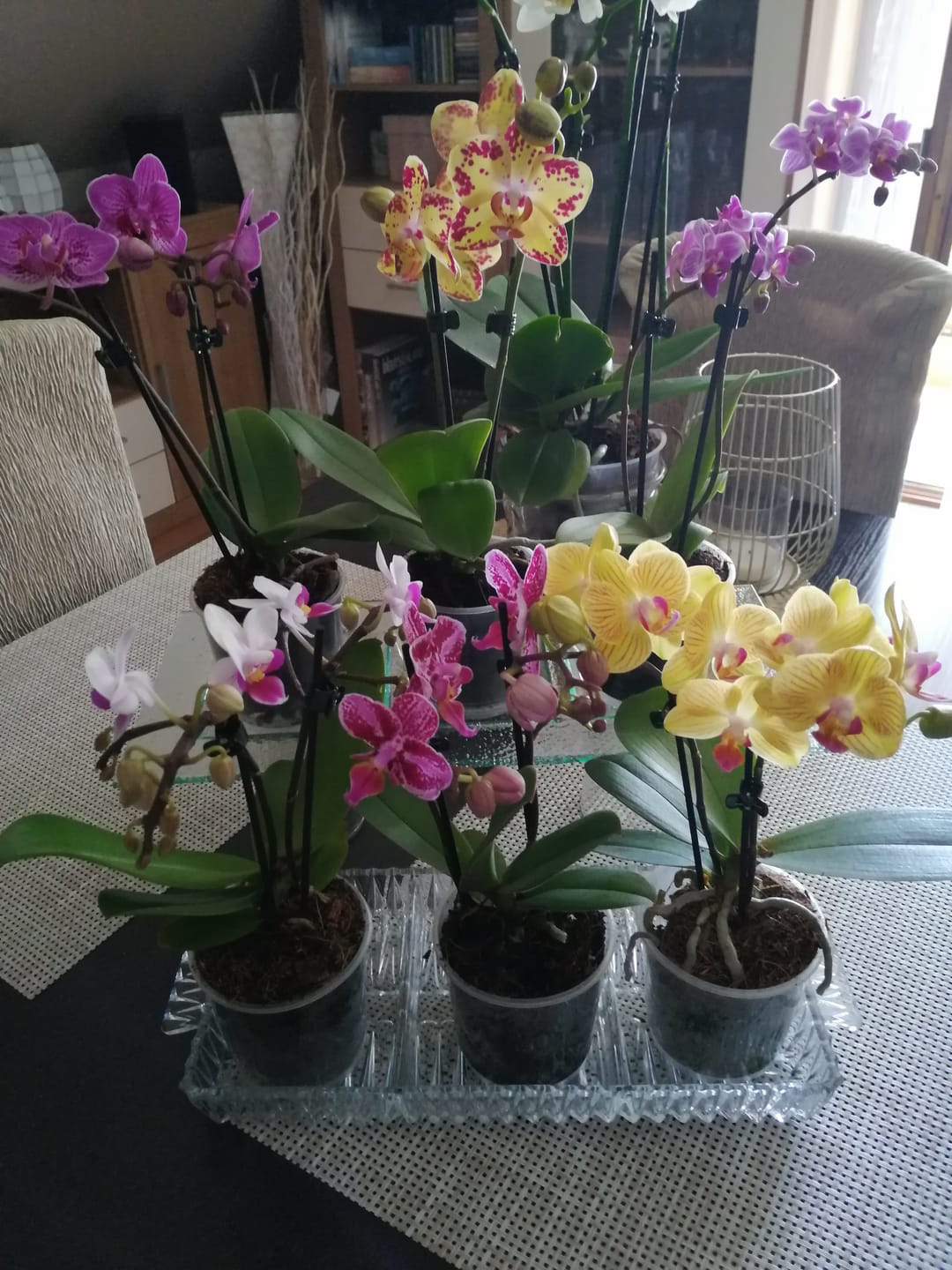 Customer photo review of Table Dance Orchideen Farbmix mit 1 Stielen im 6er Set mit Keramik