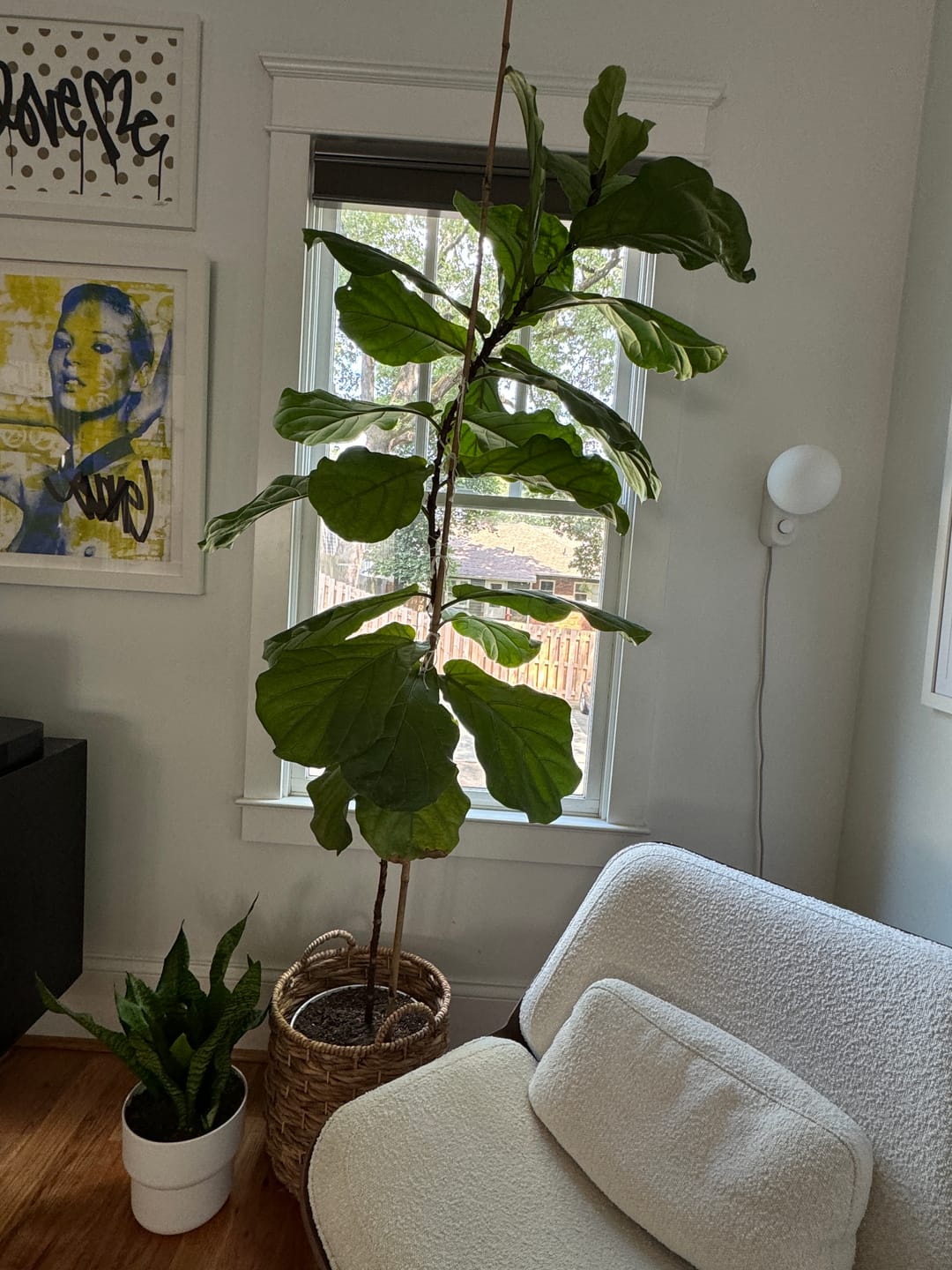 Customer photo review of Fiddle Leaf Fig Guide