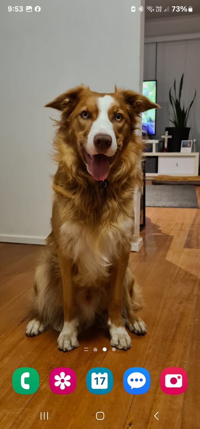 Customer photo review of Kangaroo Tendons - Natural Dental Chews!