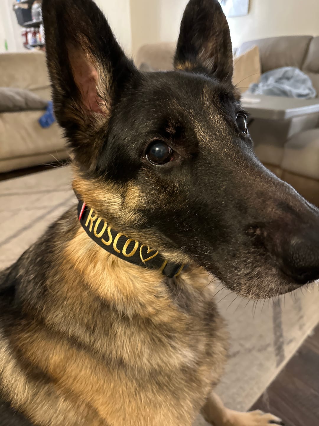 Customer photo review of 2" Tacti Luxe Dog Collar - Gold Noir