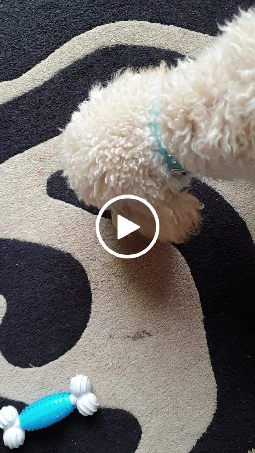 Customer video review of Companion - Mini Kylling Stykker for Hvalpe