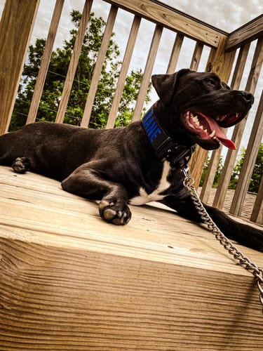 Customer photo review of Black Bully Proof Collar