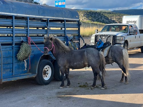 Customer photo review of Hay Chix® Quarter Bale Net (Mix-Up)