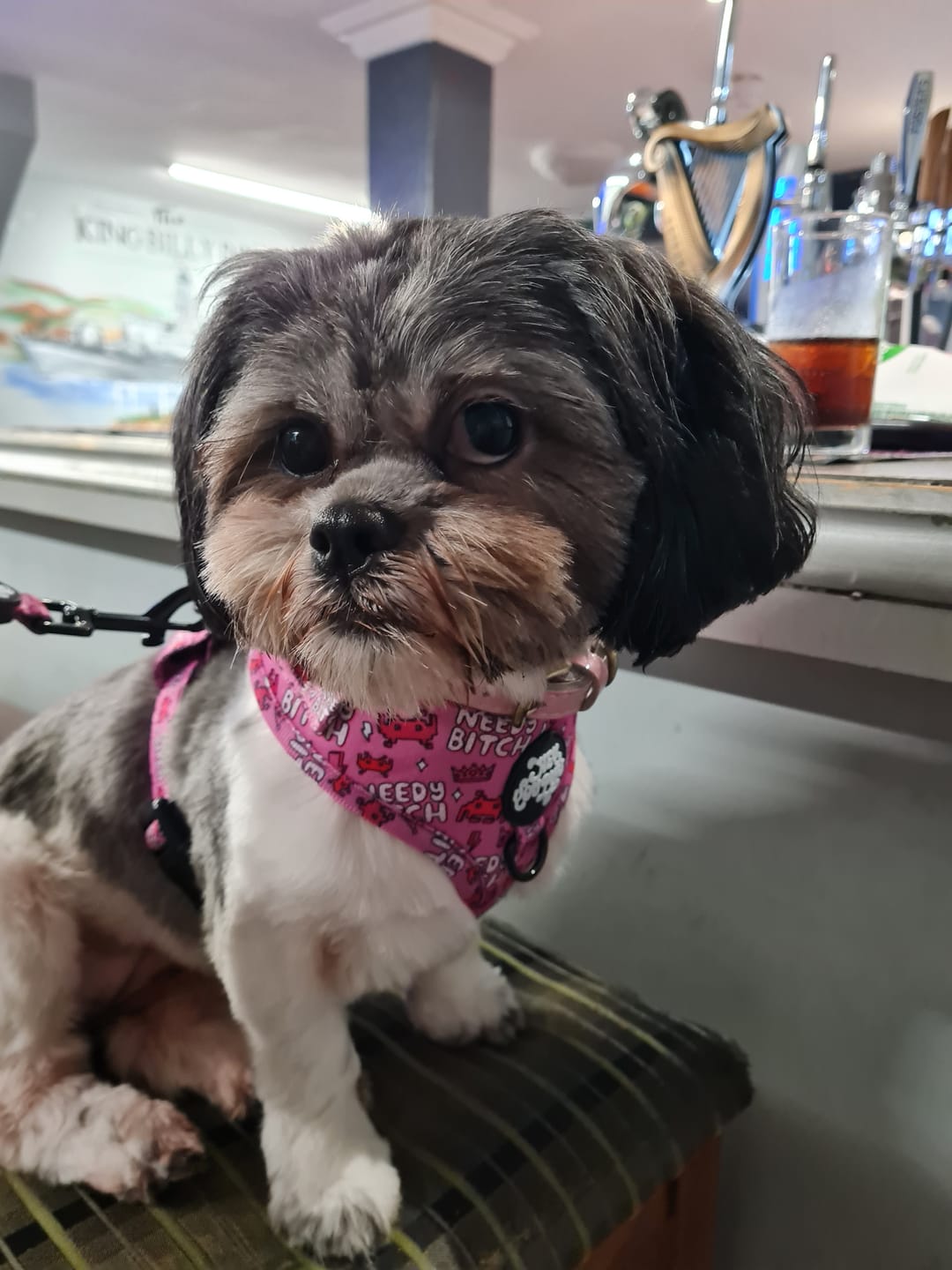 Customer photo review of Needy bitch harness
