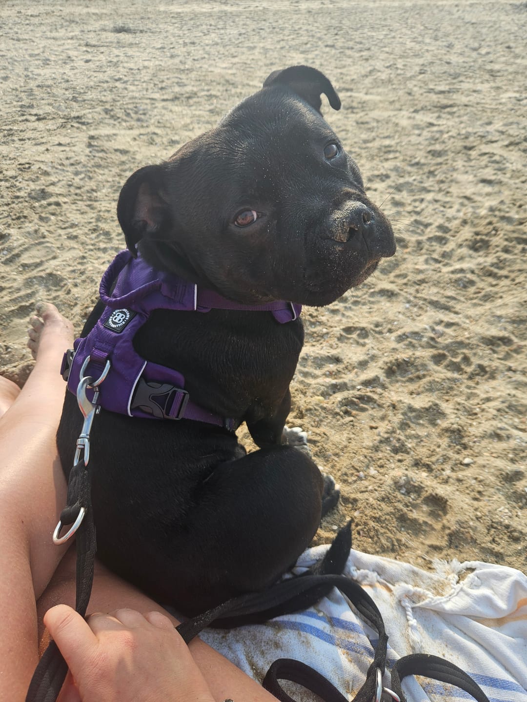 Customer photo review of Air Mesh Harness - Anti-Pull, With Handle, Non Restrictive & Adjustable - Purple