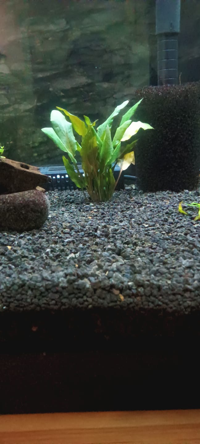 Customer photo review of Cryptocoryne Wendtii RED 'Mi Oya'