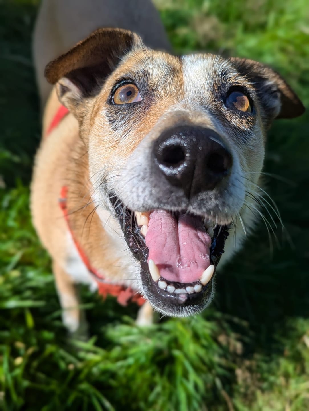 Customer photo review of British Venison Dry Food