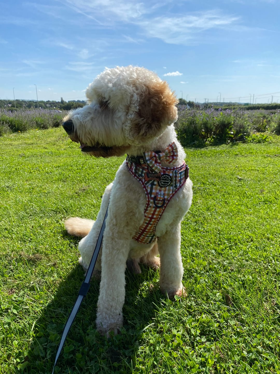 Customer photo review of Collar – Plaid Pup