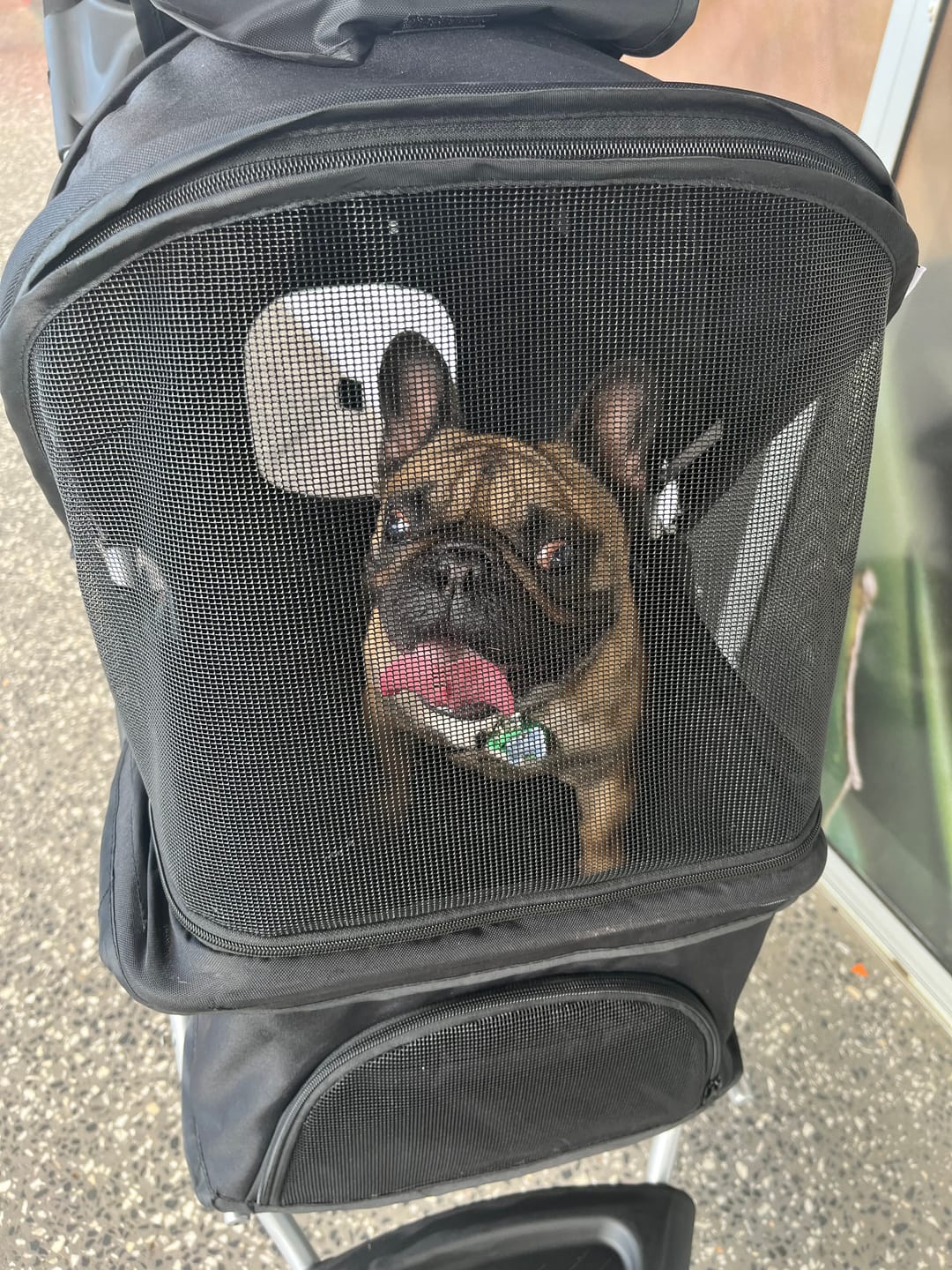Customer photo review of PaWz Pet Dog Stroller Pram - Black