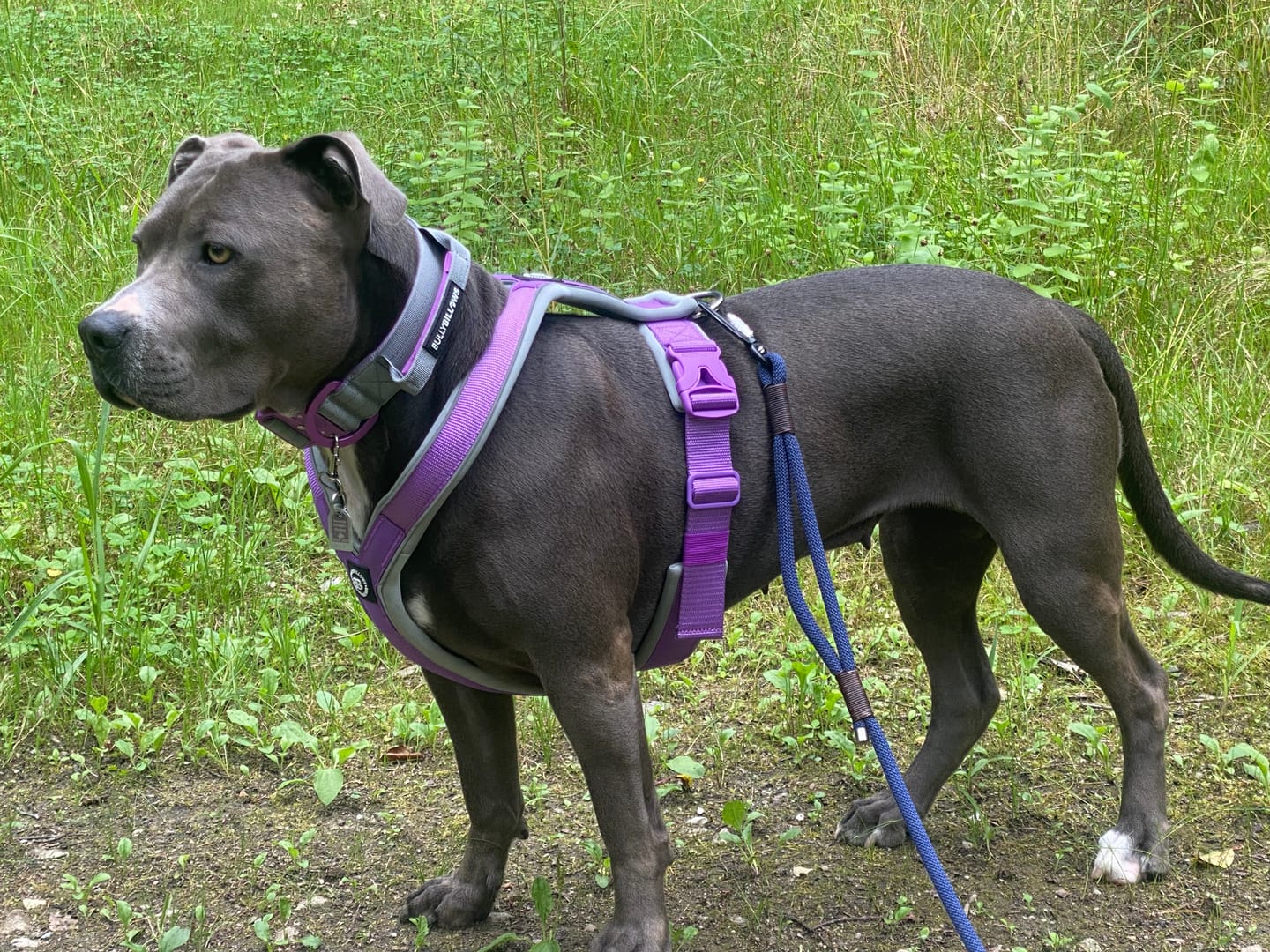 Customer photo review of 4cm LIGHTER Combat® Collar | With Handle Rated Clip - Purple & Metal Grey