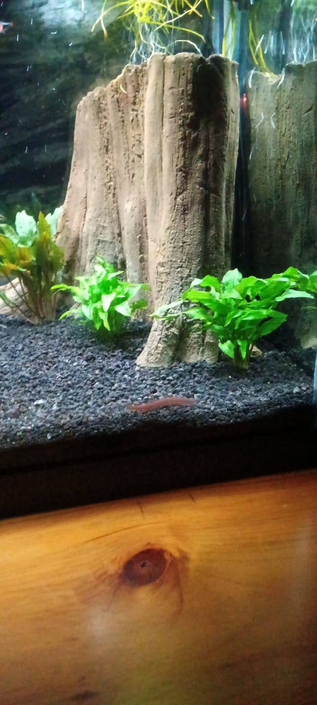 Customer photo review of Cryptocoryne Wendtii 'Green'