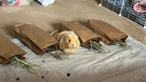 Customer photo review of Taster Pack