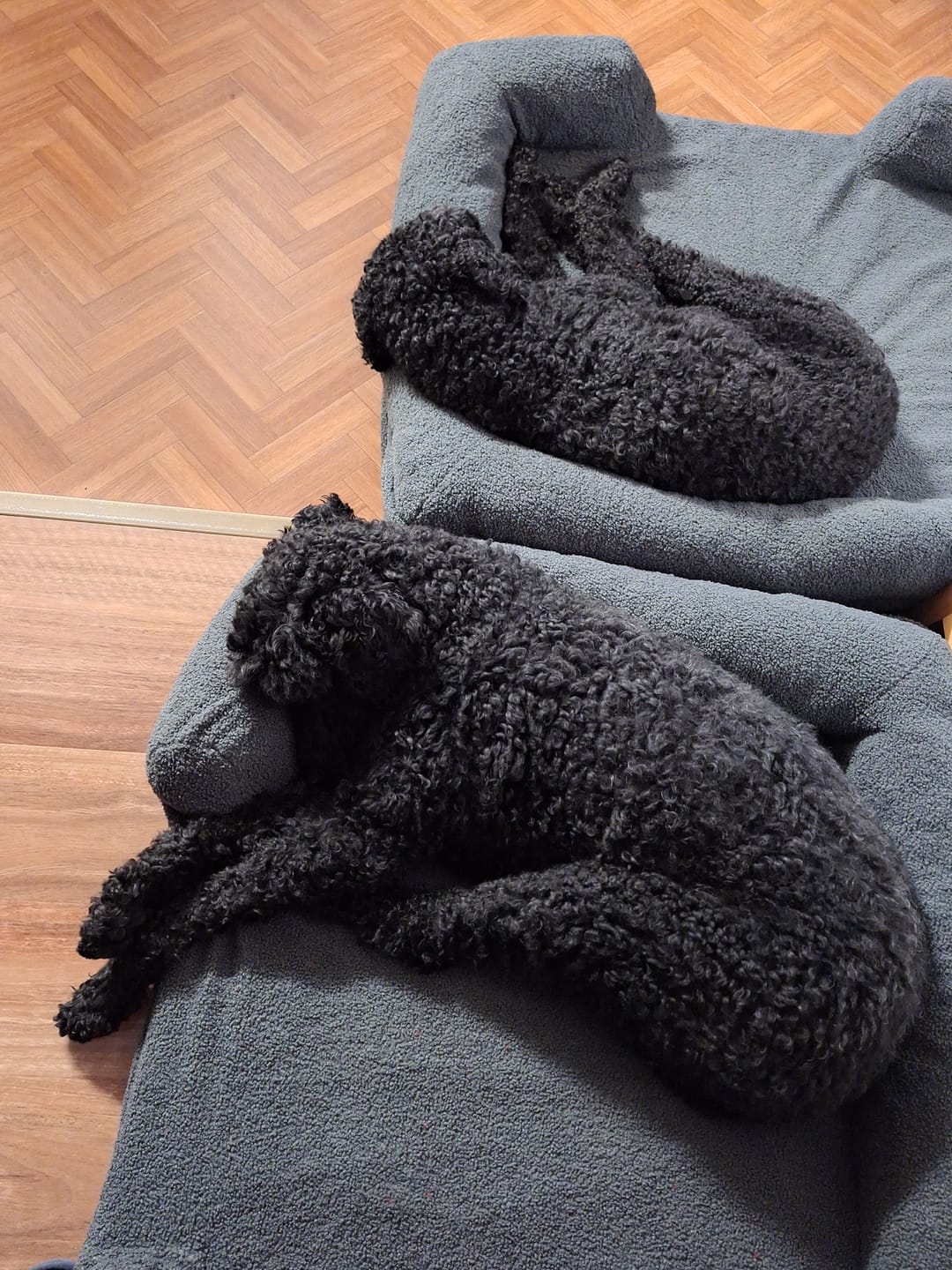 Customer photo review of PaWz Pet Boucle Bed