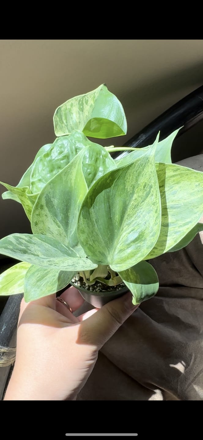 Customer photo review of Philodendron hederaceum variegata