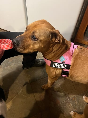Customer photo review of Dog Harness