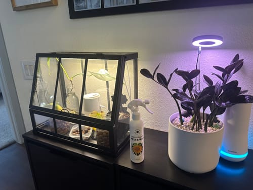 Customer photo review of Houseplant Pest Spray