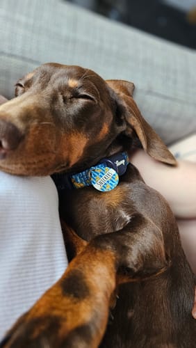 Customer photo review of ID Tag - Disney© Simba