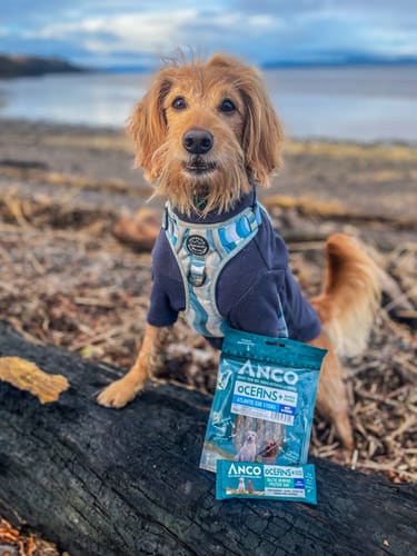 Customer photo review of Tough Trails™ Harness - Sea Blue Swirl