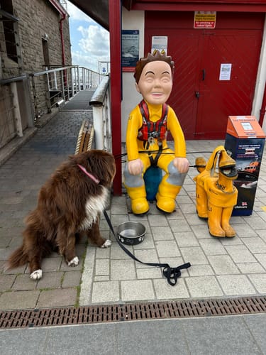 Customer photo review of Reflective Personalised Pet Collar