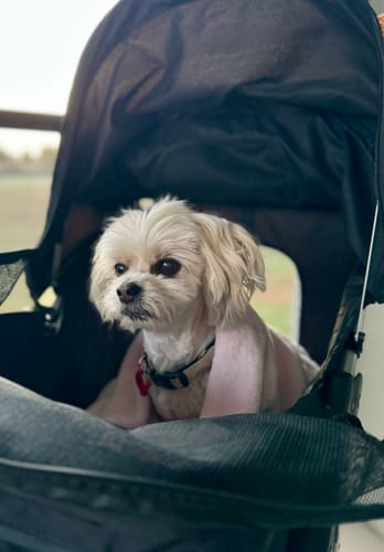 Customer photo review of PaWz Pet Dog Stroller Pram - Black