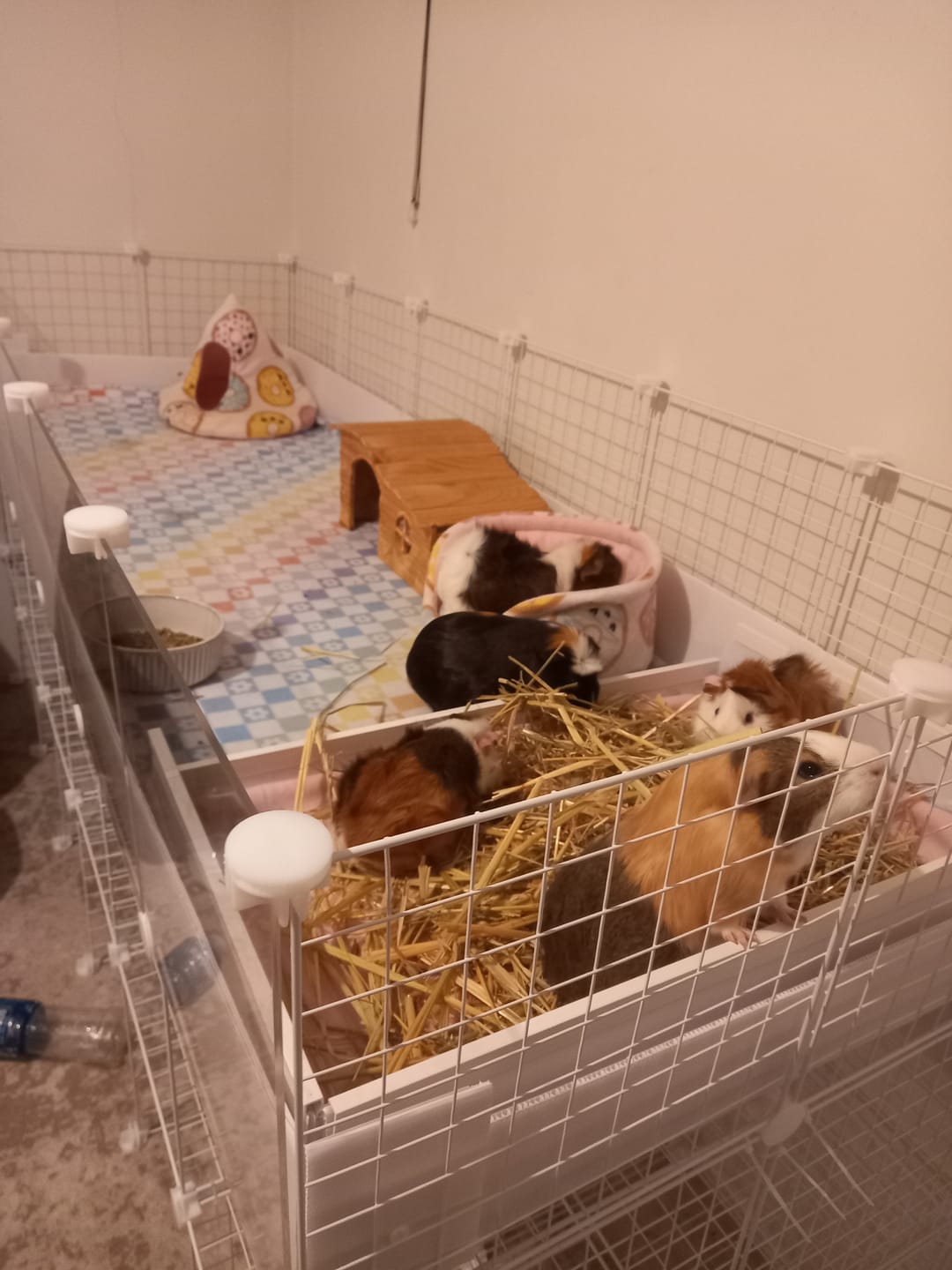 Customer photo review of Ozzy C&C Cage Kitchen