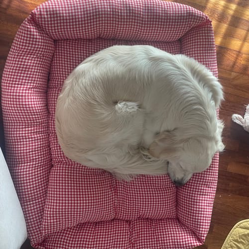 Customer photo review of Divanetto Cotone Vichy Rosso