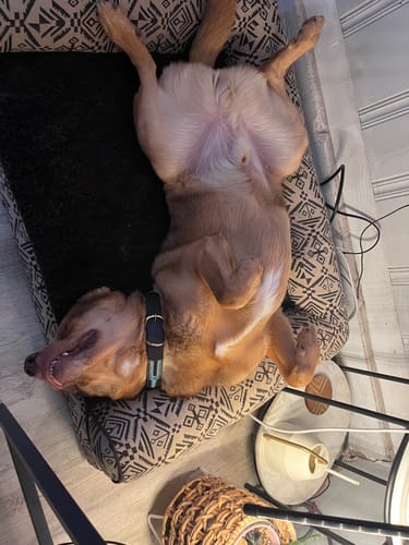 Customer photo review of Worry-Free Purchase